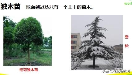 苗木规格及专业术语
