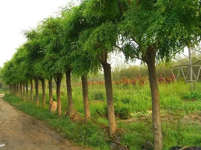 假植的重要性，你必须了解一下