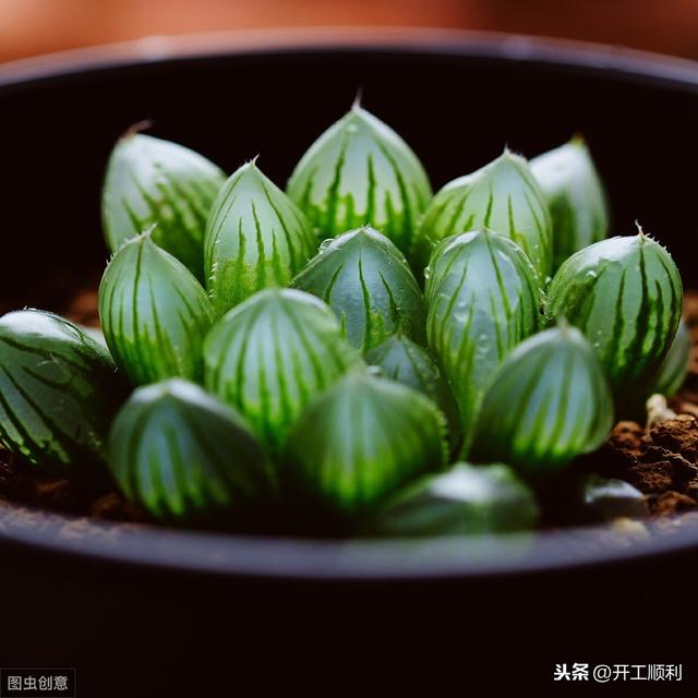 一分钟认识最美的10种多肉植物