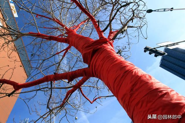 防冻措施年年做，苗木还是会发生冻害，可能是在保护部位上没弄清