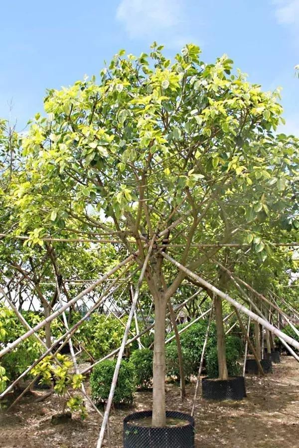 「精品」节约型园林城市建设首选树种—富贵榕
