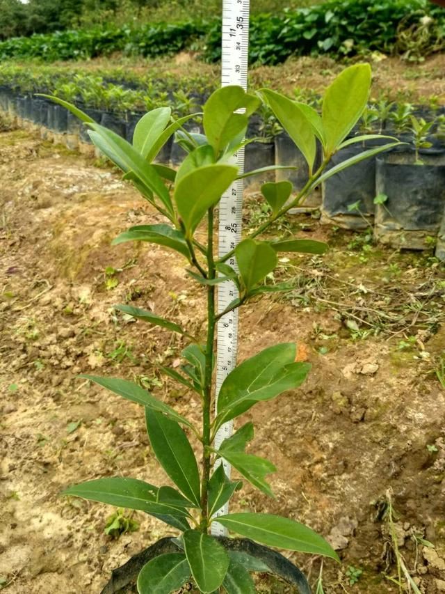华南最美乡土树种——短序润楠的生物学特性