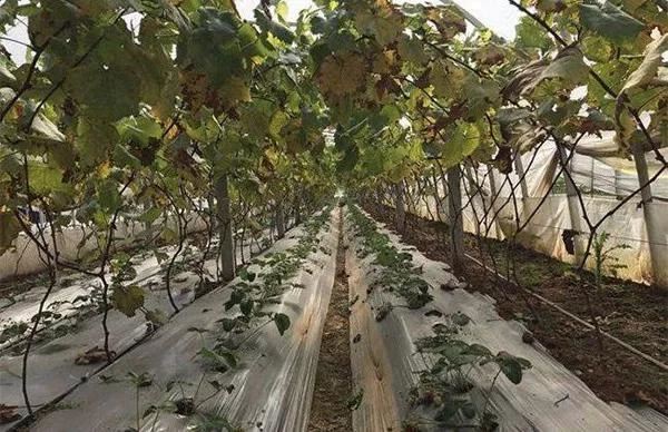 传统种植收益低，不如这样套种，一块地长几种苗，每亩收入3万