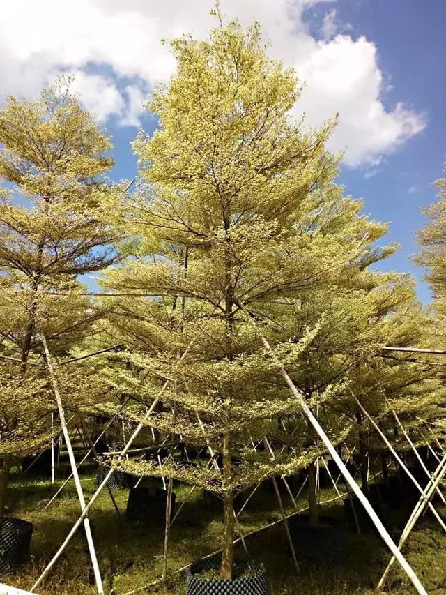 抗台风的乡土彩叶树种—锦叶榄仁