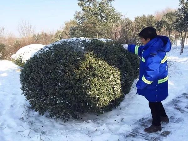 一场大雪过后，你的苗木需要及时“疗伤”