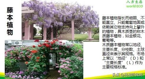 苗木规格及专业术语