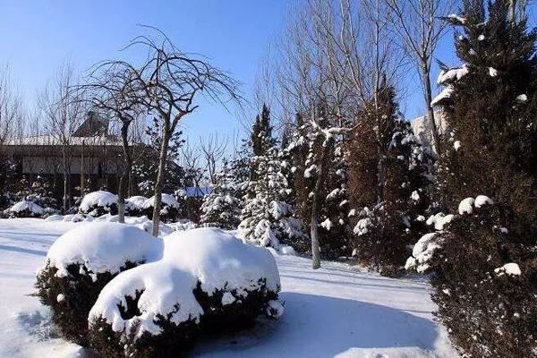 一场大雪过后，你的苗木需要及时“疗伤”