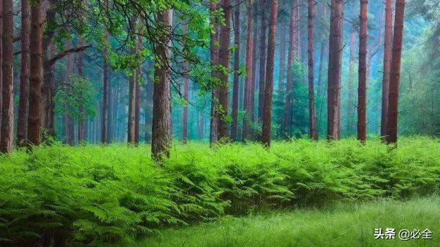 做好苗木套种，一块地三份收入
