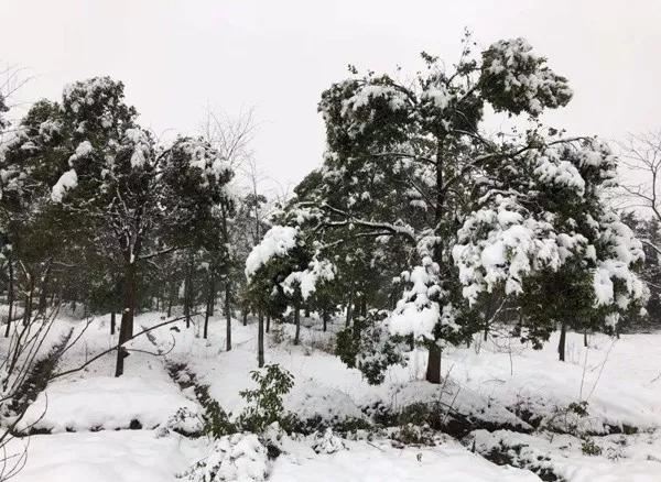 一场大雪过后，你的苗木需要及时“疗伤”