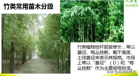 苗木规格及专业术语