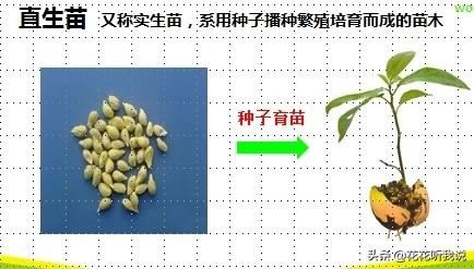 苗木规格及专业术语