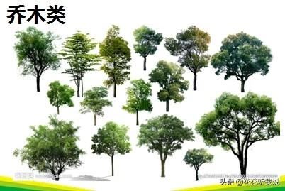 苗木规格及专业术语