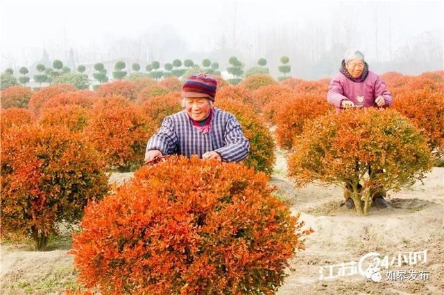 “冬闲”变“冬忙” ，老人也挣钱！如皋这个村种植苗木3600多亩，年销售4亿元～