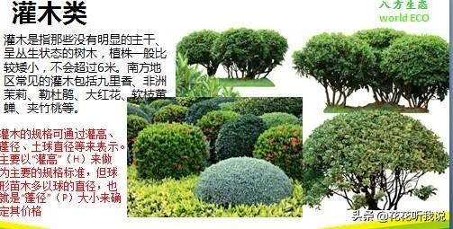苗木规格及专业术语