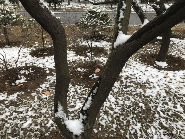 防冻措施年年做，苗木还是会发生冻害，可能是在保护部位上没弄清