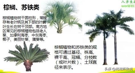 苗木规格及专业术语