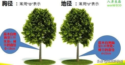 苗木规格及专业术语