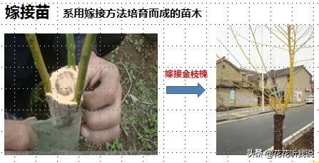 苗木规格及专业术语