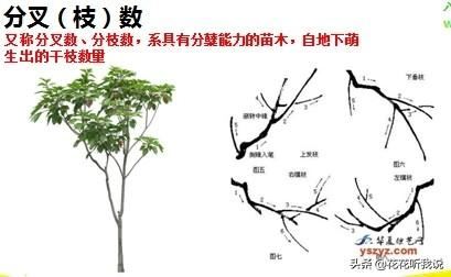 苗木规格及专业术语