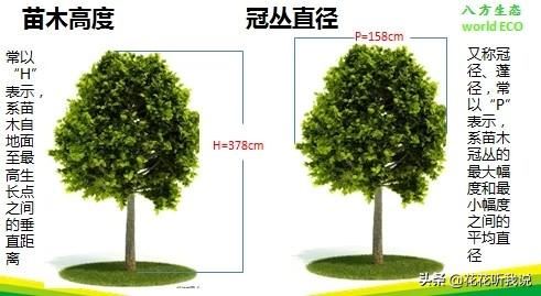 苗木规格及专业术语