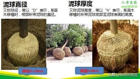 苗木规格及专业术语