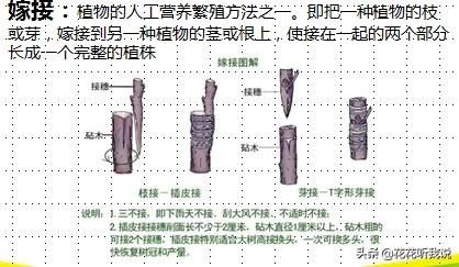 苗木规格及专业术语
