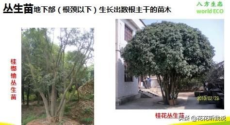 苗木规格及专业术语