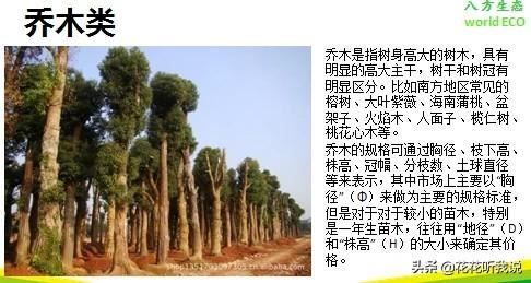 苗木规格及专业术语