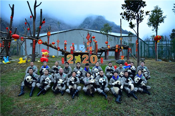 中国大熊猫保护研究中心2019级熊猫宝宝集体亮相贺新春