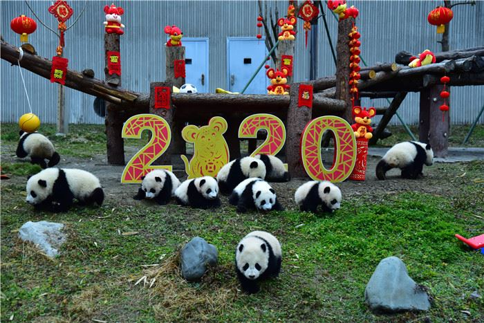 中国大熊猫保护研究中心2019级熊猫宝宝集体亮相贺新春