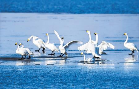 [野生动植物]甘肃民勤红崖山水库：生态优美　百鸟翔集