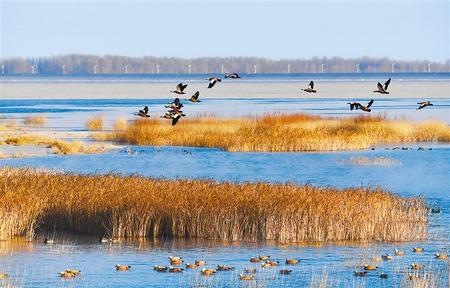 [野生动植物]甘肃民勤红崖山水库：生态优美　百鸟翔集