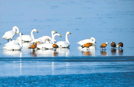 [野生动植物]甘肃民勤红崖山水库：生态优美　百鸟翔集