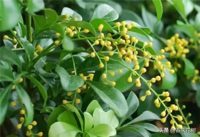 冬天这些植物，让寒冷冬日的庭院更绚烂多彩
