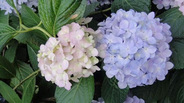 绣球花冬天要冻一冻才变乖，花朵、枝叶才不会“闹脾气”