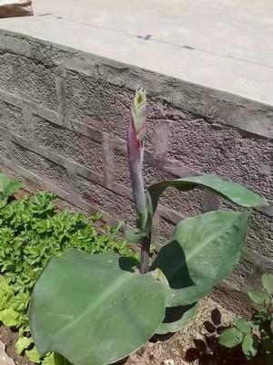 花卉可以使环境美化，庭院绿化，居室香化，家庭盆花养护技术