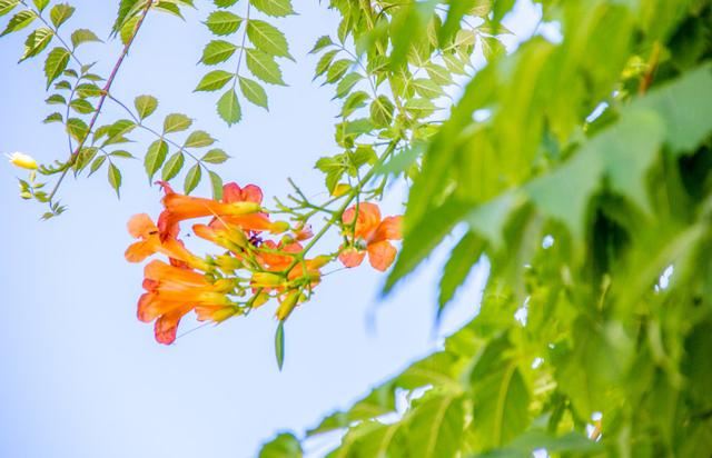 一棵爬藤植物，半年长成花墙，那集齐这3种，整个院子就成花海了