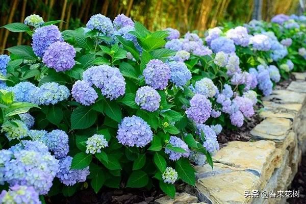 冬天这些植物，让寒冷冬日的庭院更绚烂多彩