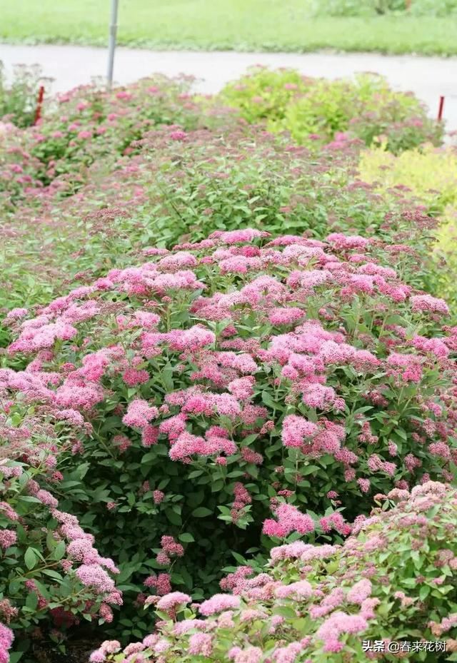 冬天这些植物，让寒冷冬日的庭院更绚烂多彩