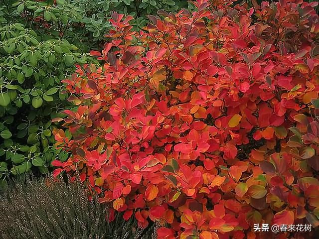 冬天这些植物，让寒冷冬日的庭院更绚烂多彩