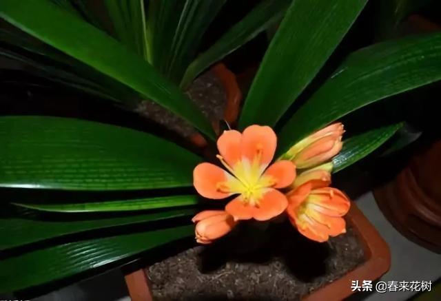 冬天这些植物，让寒冷冬日的庭院更绚烂多彩