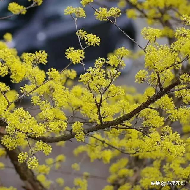 冬天这些植物，让寒冷冬日的庭院更绚烂多彩