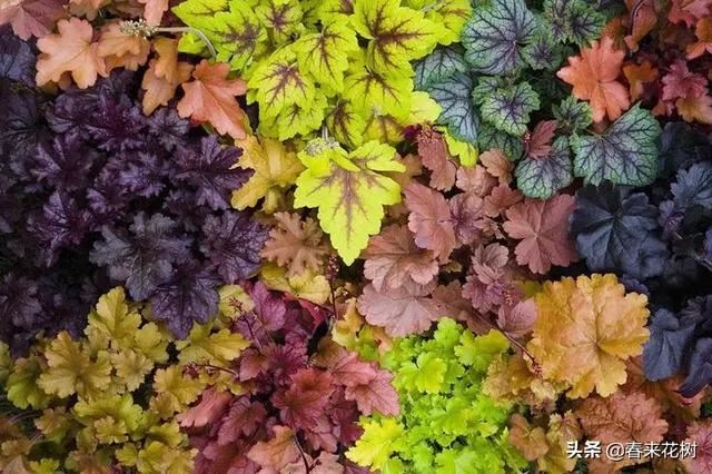 冬天这些植物，让寒冷冬日的庭院更绚烂多彩