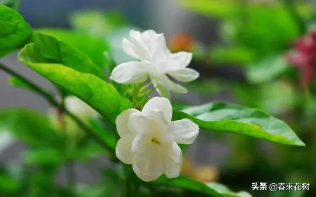 冬天这些植物，让寒冷冬日的庭院更绚烂多彩