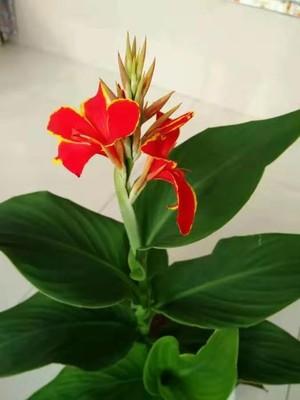 花卉可以使环境美化，庭院绿化，居室香化，家庭盆花养护技术