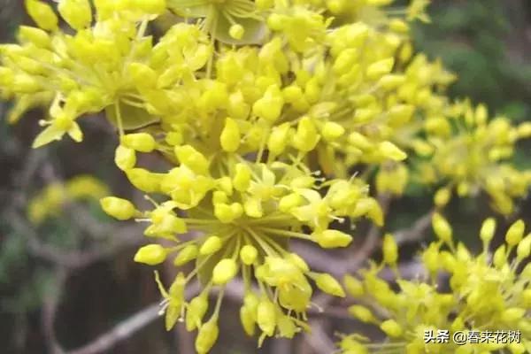 冬天这些植物，让寒冷冬日的庭院更绚烂多彩