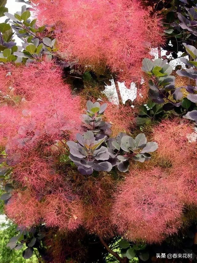 冬天这些植物，让寒冷冬日的庭院更绚烂多彩