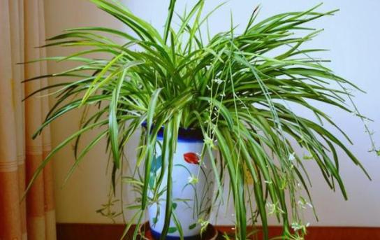 教你自配3种"水溶液"，1个月浇花3次，花草蹭蹭长根须