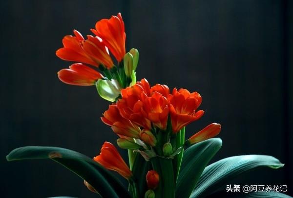 花中君子，言而有信，说开花就开花，养护做“2点”，色彩鲜艳