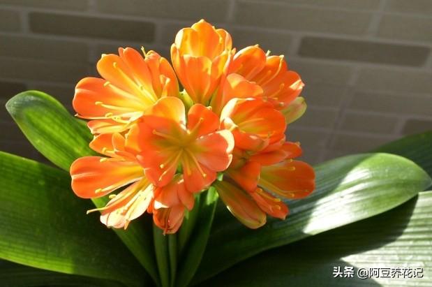 花中君子，言而有信，说开花就开花，养护做“2点”，色彩鲜艳